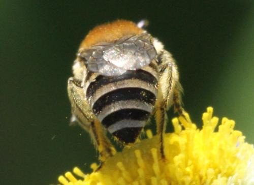 Colletes sp.